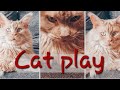 The Cat Is Playing On The Couch Cute Cat Runs And Jumps On The Sofa It S Fun Funny Cats Cute Pets