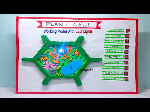 plant cell model 3d making simple and easy science project for exhibition diy craftpiller