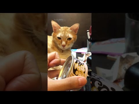 Реакция кошки на банку с кормом