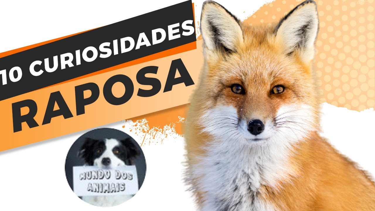 10 curiosidades sobre as raposas