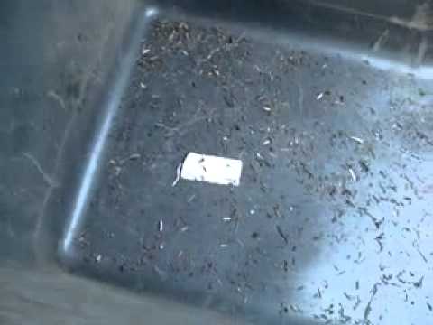 F 1000 Melissa processing.avi.flv