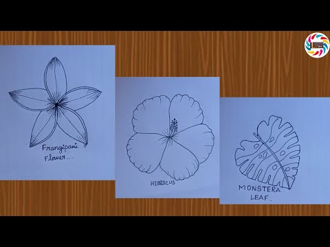 flower drawing// easy flower drawing // hibiscus// flower// flower drawing