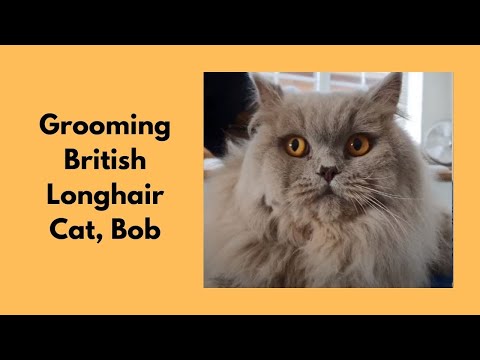 Grooming A British Longhair Cat | Belly Clip