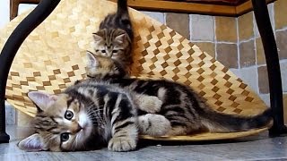 Funny Cats - Kittens on Slide