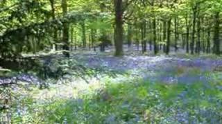 preview picture of video 'Randan Wood Bluebells 2006'