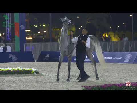 N 41 SAEDHA AL KHALED   Asharqia Gulf Straight Egyptian Arabian Cup 2020   Mares 4 6 Years Old Class