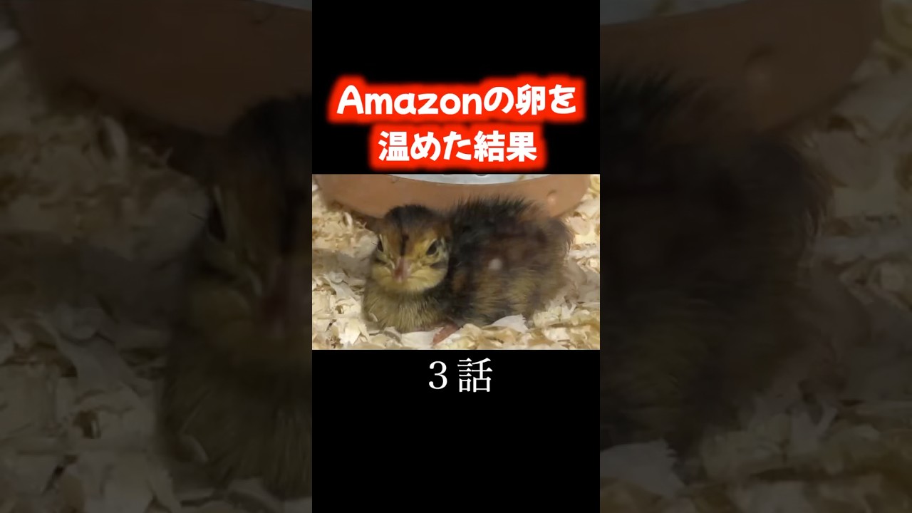 【3話】Amazonのうずらの卵を温めた結果