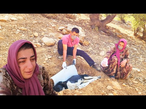 "Jay died... and the mountains shook with Halimah's cries 💔🐕"