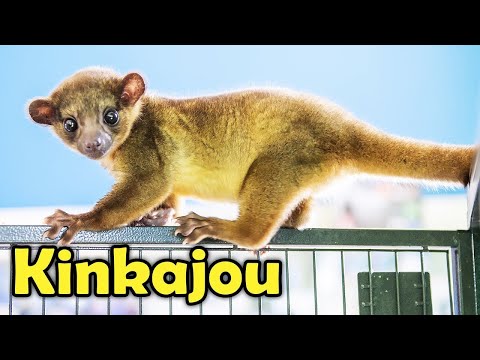 What is a Kinkajou? 13 Cute Facts about the Honey Bear!