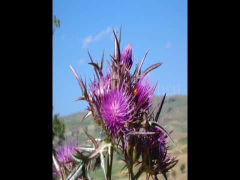 Agriturismo San Pietro - Gangi - Italy