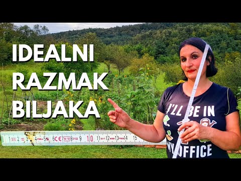 HOW to achieve a Lush Garden with Ideal Plant Spacing