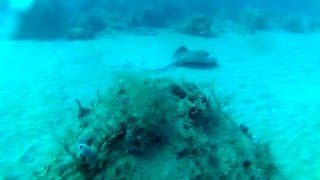 9 Foot Stingray Takes Off On Ocean Floor