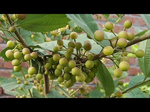 Tips you need to know before growing falsa at home complete step by step guide