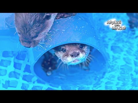 Funny Otters Playing in the New Pipe [Otter Life Day 911]