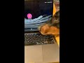 Funny Dog Shuts Owner Laptop No More Work Today