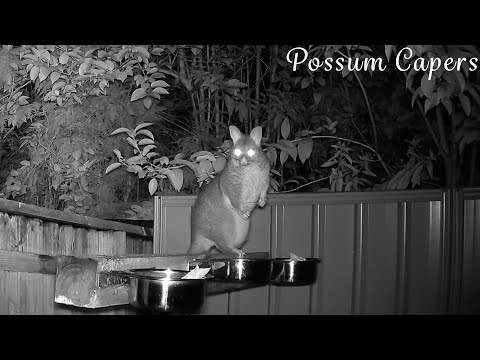 Raylene Imitating a Kangaroo