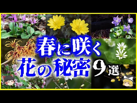 キンポウゲ、5 枚の花びらを持つ花