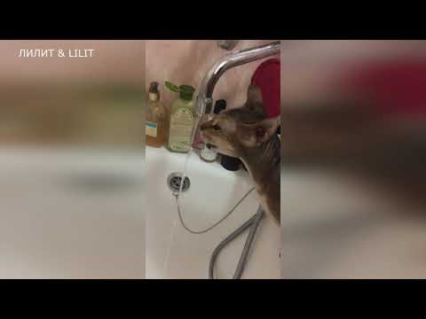 #питомцы #кошки #сфинксы Прикольные котейки!