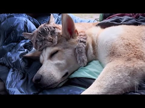 Funniest Animals 2023😂Cats who can't deny their love for dogs