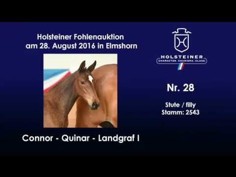 Holsteiner Fohlenauktion 2016 in Elmshorn - Nr. 28 v. Connor - Quinar