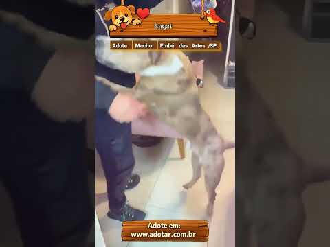 Vídeo de Sagat