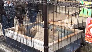 カピバラ温泉~はなの湯~