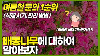 여름철 문의 1순위! 배롱나무에 관한 궁금증을 풀어 드리겠습니다. ( 백일홍 식재시기, 여름 식재 가능? ,…