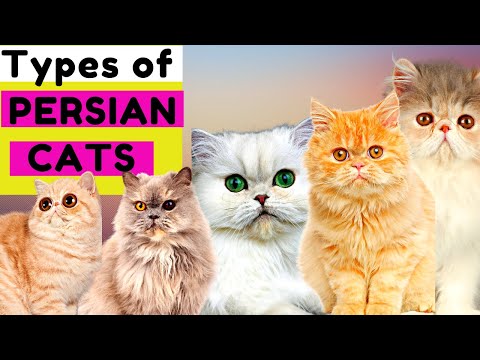 6 Types of Persian Cats / Number 5 is Unique / Which One Do You Prefer?