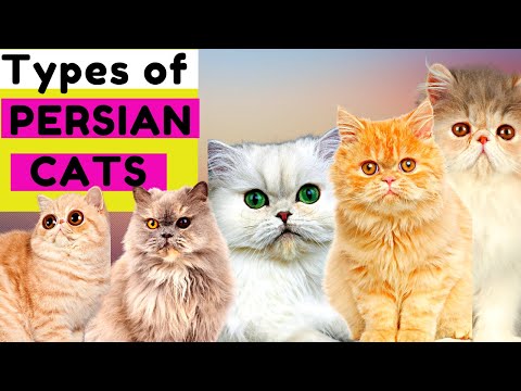 Top 6 Types of Persian Cats / Number 5 is Unique / Which One Do You Prefer?