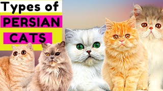 Top 6 Types of Persian Cats / Number 5 is Unique / Which One Do You Prefer?