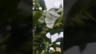 Download lagu Musik relaksasi tidur dengan suara angin suara burung dan pepohonan, dengarkanlah . #relaxing mp3