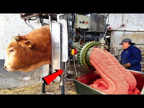 Amazing Hoofs Treatment That Will Shock You, Girl & Small Cows, Modern Agriculture Farming 2023