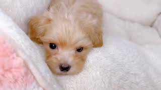 ハーフ犬の動画01