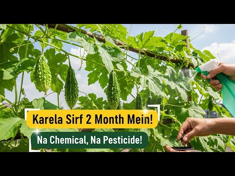 Grow Bitter Gourd in 2 Months | No Chemicals | Organic Karela at Home