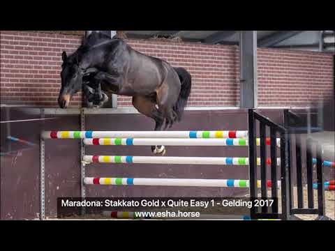 Maradona: Stakkato Gold x Quite Easy I