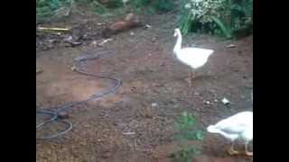 preview picture of video 'goose farm in kerala kottayam'