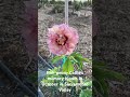 Itoh Peony Callie’s Memory blooming in October in Sacramento Valley