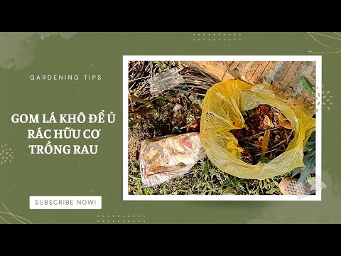 Gom lá khô để ủ rác hữu cơ trồng rau | Giang Giang House.