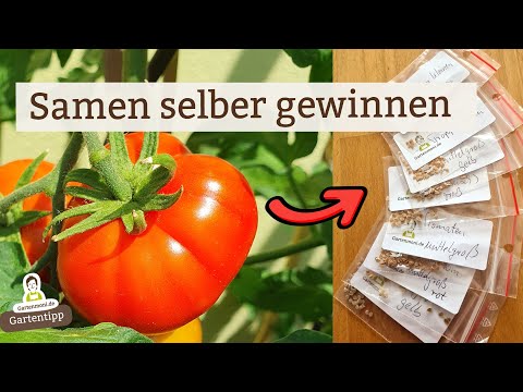 Tomato seeds as purchased: Long-lasting & perfectly clean