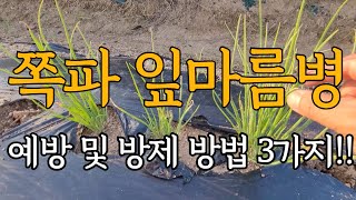 쪽파에 발생하는 잎마름병 원인 및 대책 3가지!!