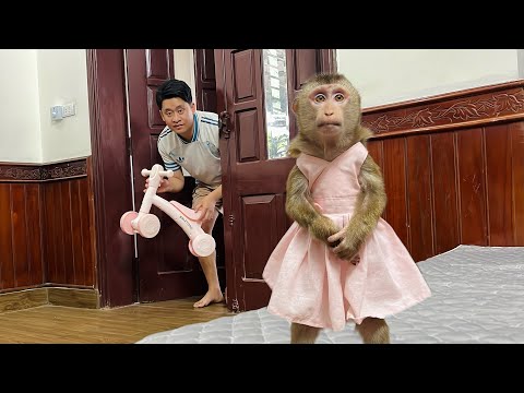 Tuan gave monkey Tina a gift that she loved and kept jumping around non-stop.