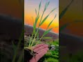 Kheti Baadi Nature Love Shorts Ytshorts Status Nature Farmer Farming Desi