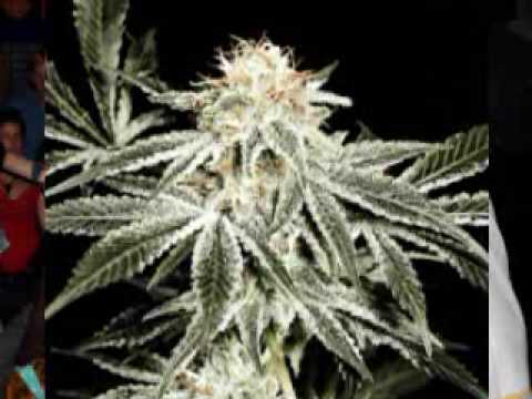 Burro Banton - On Da Lead