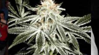 Burro Banton - On Da Lead (Dancehall-Reggae-Ganja-Marijuana-Joint-Sunsplash-Jamaica)