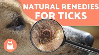 Preventing and Removing TICKS in DOGS 🕷️ 4 NATURAL REMEDIES