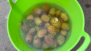 Como coger y pelar un higo chumbo o tuna