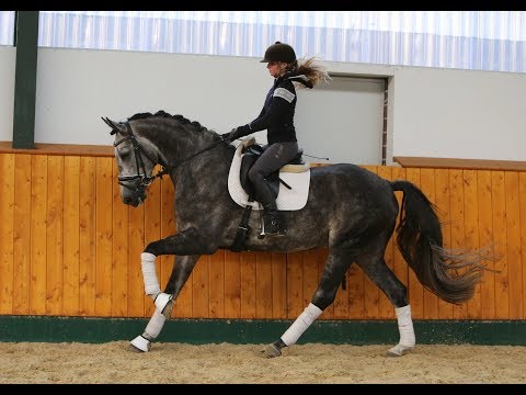 Gelding by Floriscount, *2014