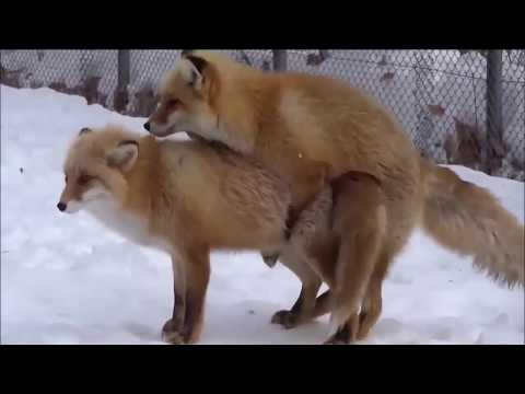 download lagu mp3 mp4 Foxmate, download mp3 Foxmate free download mp3, download mp3 Foxmate