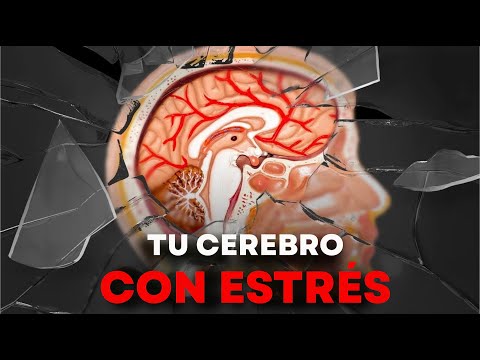 Cómo el estrés SILENCIOSAMENTE destruye tu cuerpo | Parte 2