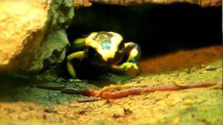 Salamandra salamandra terrestris &quot;Solling&quot;